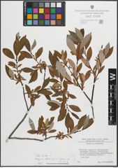Foto von Salix hastata L.